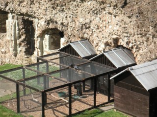 Здесь держат Тауэрских воронов