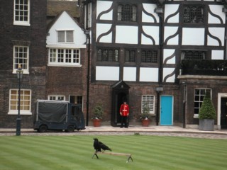 Еще раз вороны в Тауэре