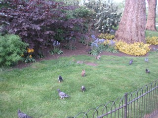 В парке сент Джеймс