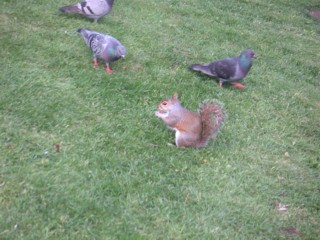 В парке сент Джеймс